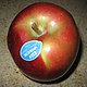 Image of an apple